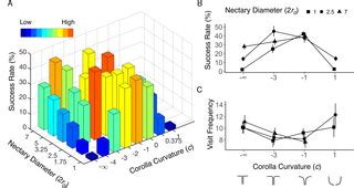 Morphospace Local Optima 的图像结果