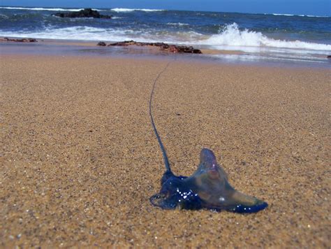 Little Australia: My First Blue Bottle Jellyfish Sting