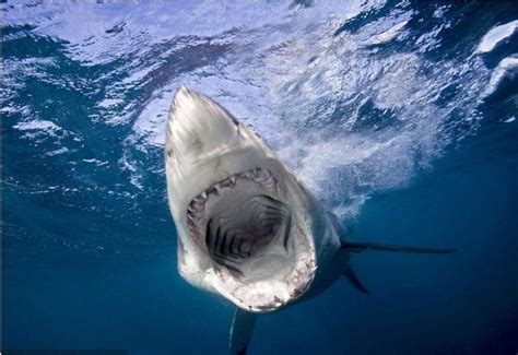 科普︱世界十二大凶猛鲨鱼排名，大白鲨竟然仅排第二！