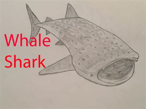 Whale Shark Sketch at PaintingValley.com | Explore collection of Whale ...