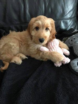 Image result for F1 Cockapoo