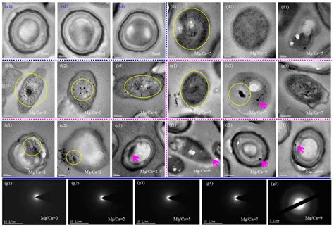 Biomineralization of Monohydrocalcite Induced by the Halophile ...