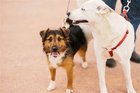 Image result for Dynamic Transit