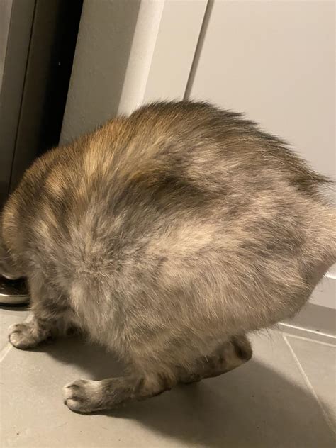 Cat Losing Hair On Back Legs Reddit Cat Meme Stock Pictures And Photos