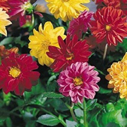 Buy Flower Seeds Online in India at Best Price | Premium Seeds for ...