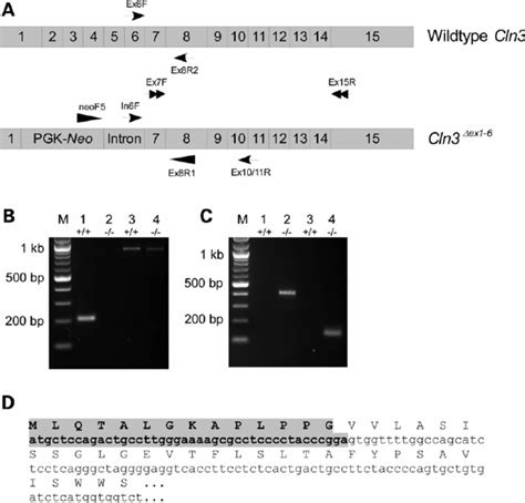 Image result for Reverse Transcriptase PCR