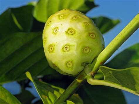 Kolobos Fruit Brazil