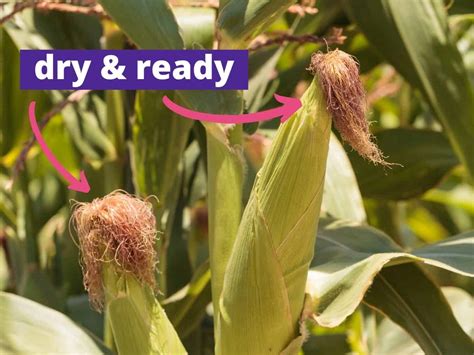 When to Pick Sweet Corn (How to harvest corn on the cob for the best ...