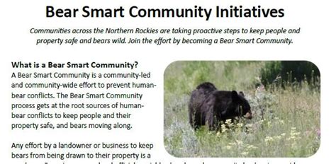 Image result for Bear Program