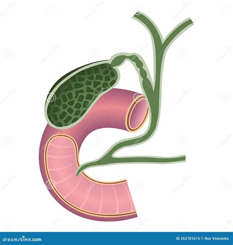 Anatomie Der Gallenblase. Sektionorgan. Vektor Abbildung - Illustration von obacht, gesund ...