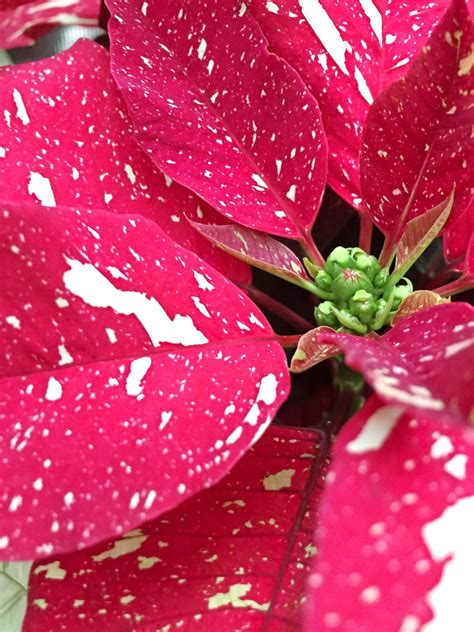 How to Care for Poinsettias Now and After the Holidays - Birds and Blooms