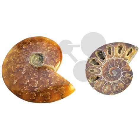 Ammonites de Madagascar | Environnement | CONATEX