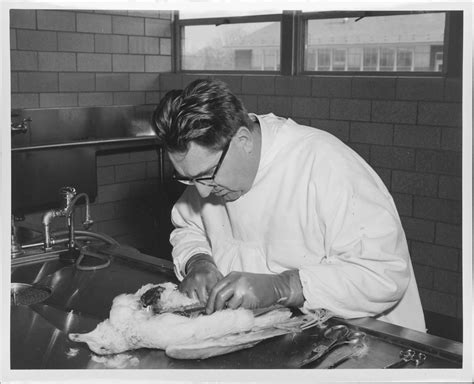 Dr. Louis N. Locke Performing an Autopsy on a Ring-Billed Gull at ...