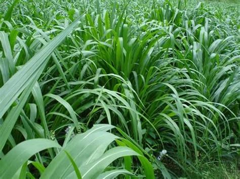 Shrubs Super Napier (50 Piece) | Smart Napier (25 Piece) | Australian ...