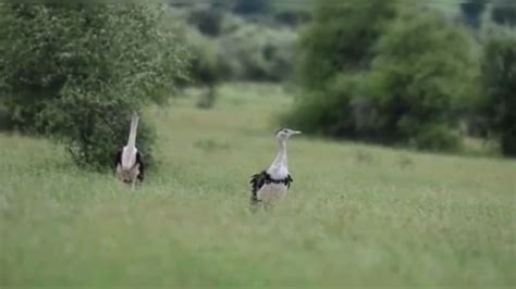 Rajasthan News: 6 साल से क्यों नहीं हुई गोडावण की गणना? विलुप्तप्राय ...