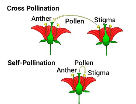 Reproduction in Plants Class 7 Notes Science Chapter 8 Free PDF
