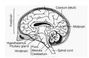 Draw a labelled diagram of human brain and state the functions of its ...