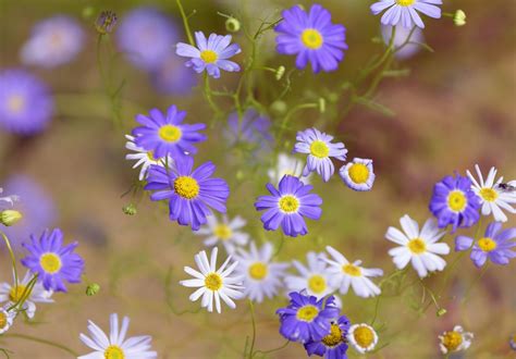 Types Of Wild Daisies at Bruce Brennan blog