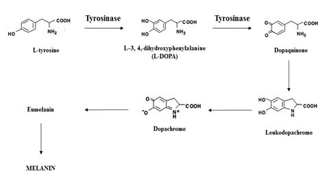 Tyrosinase and Melanogenesis Inhibition by Indigenous African Plants: A ...