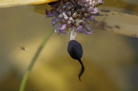 What Do Pond Tadpoles Eat
