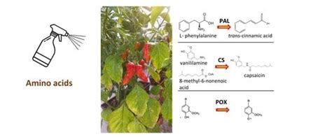 Biology | Special Issue : Research on Enzyme Activities and New ...