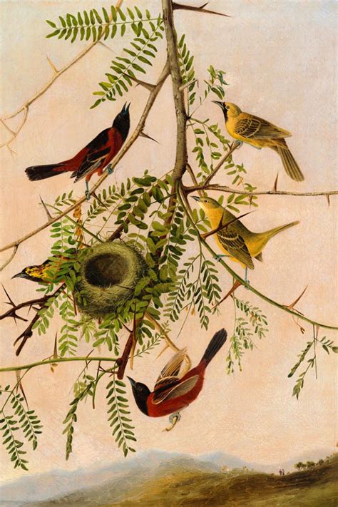 Orchard Oriole Bird – Wall Decor Company