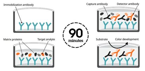 Image result for Blocking Step ELISA