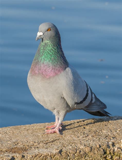 Rock pigeon (Columba livia)
