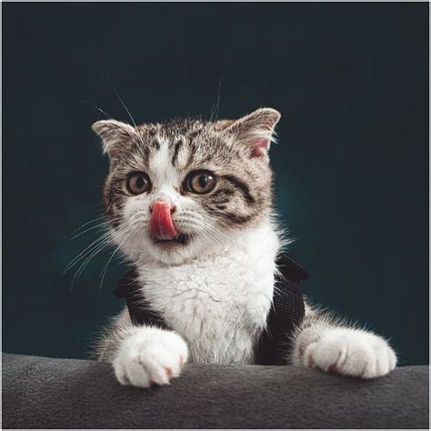 Cats as Spiritual Protectors - Awakening State