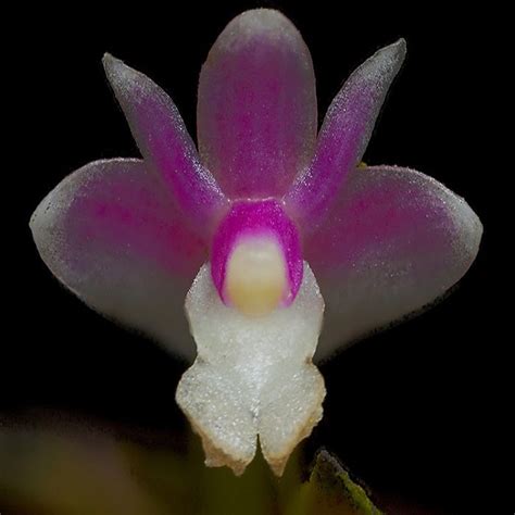 Dendrobium rosellum sp. – EXOTICA ORCHIDS