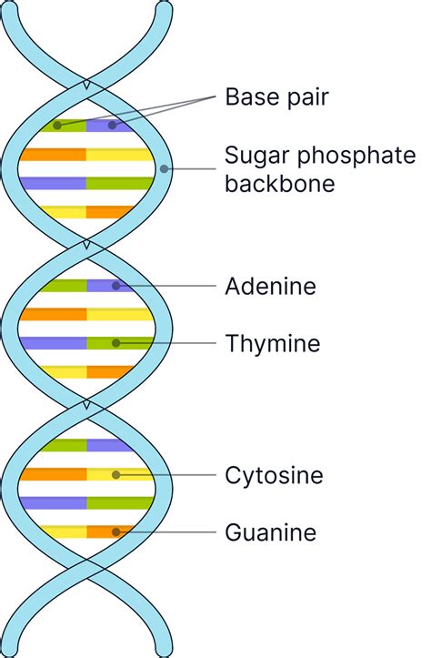 DNA Structure - AQA A-Level Biology