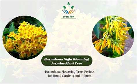 EverSneh Wonderful Night Blooming Jasmine Yellow Raat ki Rani/Hasnuhana ...