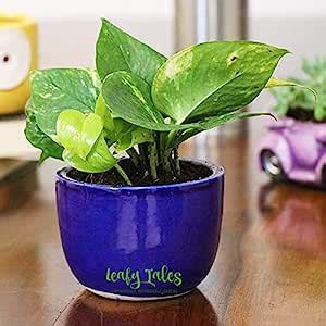 Leafy Tales Green Money Plant Live Plant in Blue Ceramic Urn Pot ...