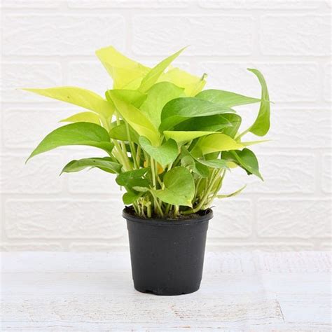 Ever wondered why Money Plant is called 'Money plant'? | Nurserylive
