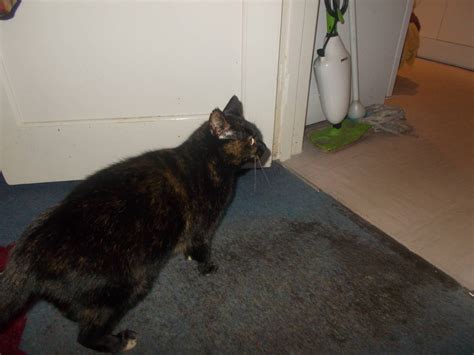 Image result for Pickle Script Kat