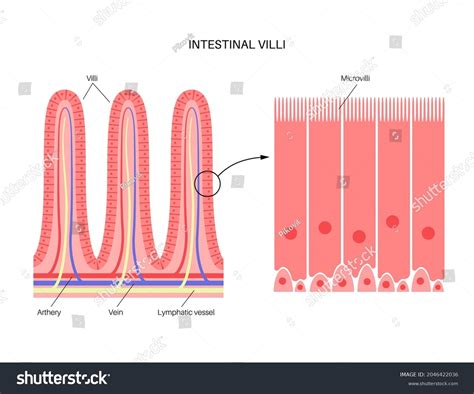 116 Intestinal Villi Goblet Images, Stock Photos & Vectors | Shutterstock