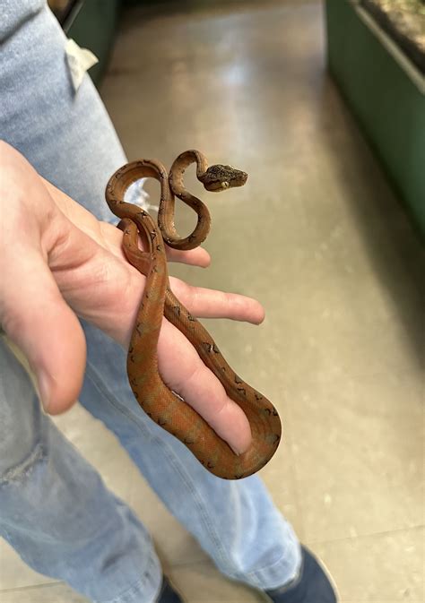 Amazon Tree Python 的图像结果