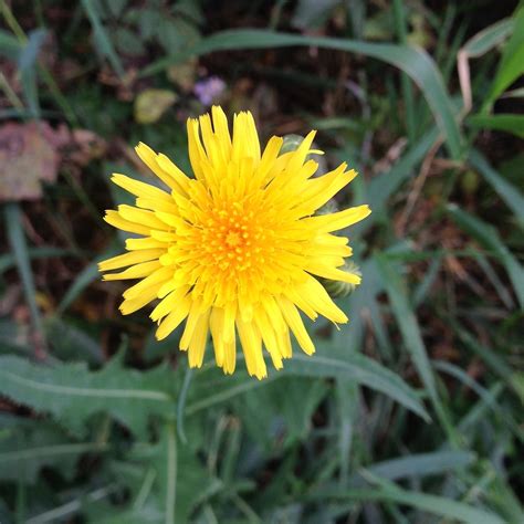 How to Get Rid of Dandelions in Your Yard - Birds and Blooms