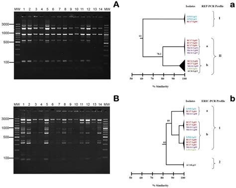First Identification and Characterization of Lactococcus garvieae ...