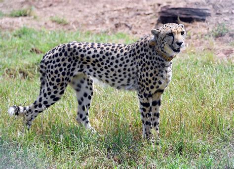 Download Cheetah Animal Prey Grassland Picture | Wallpapers.com