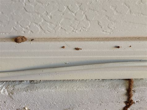 Termites In Ceiling Drywall | Shelly Lighting