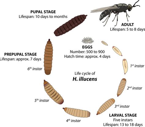 Black Soldier Fly Larvae Stages of Life | Best BSFL Stages – PetWave Sydney