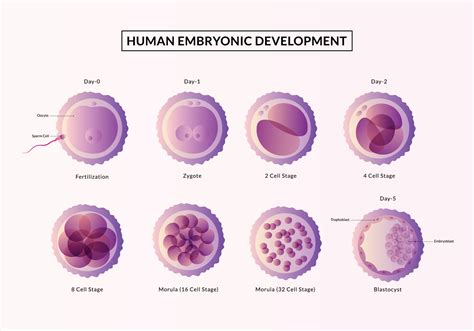 Image result for Human Embryonic Development