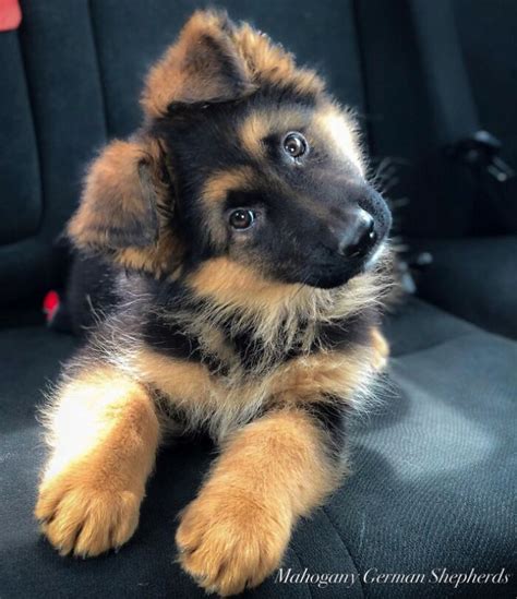 18 Dogs With Adorable Head-Tilting Skills | Bored Panda