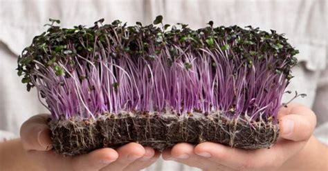 Knol Khol Purple Microgreen Seeds | Easy to Grow Indoor Super Salad ...