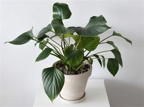 Homalomena Plant Care and More – Ugaoo