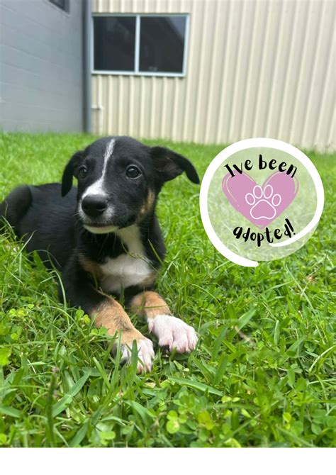 Image result for Voluntary Surrender of Animals