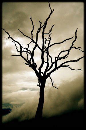 dead_tree – சொல்வனம் | இதழ் 368 | 14 ஜூன் 2026
