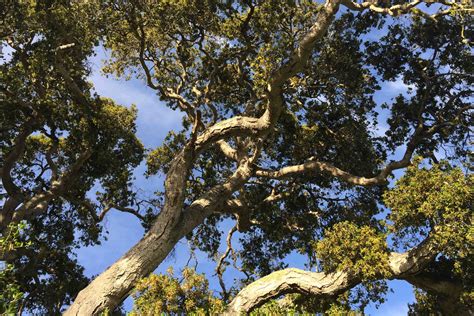 Oaks vs. Eucalyptus: Is it a Slam Dunk for the Natives? | Mobile Ranger