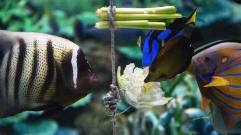 Can Fish Eat Lettuce? A Guide To Safe Greens For Your Aquarium